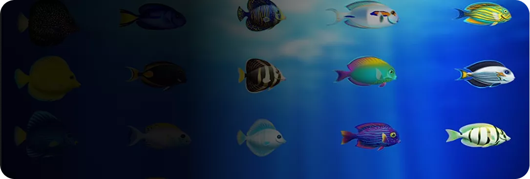 Săn cá theo mùa – Nhận thêm phần thưởng